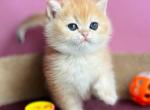Oscar - British Shorthair Cat For Sale - Brooklyn&comma; NY&comma; US