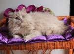 Plush - British Shorthair Cat For Sale - Brooklyn&comma; NY&comma; US