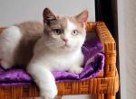 Pepper - British Shorthair Cat For Sale - Brooklyn&comma; NY&comma; US