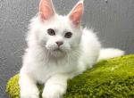 Quazar - Maine Coon Cat For Sale - Brooklyn&comma; NY&comma; US