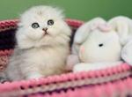 Fantik - Scottish Fold Cat For Sale - Brooklyn&comma; NY&comma; US