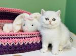 Firuze - Scottish Straight Cat For Sale - Brooklyn&comma; NY&comma; US