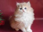Plush BRI - British Shorthair Cat For Sale - Brooklyn&comma; NY&comma; US