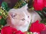 Lavanda - British Shorthair Cat For Sale - Brooklyn&comma; NY&comma; US