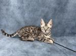 Elton - Bengal Cat For Sale - Norwalk&comma; CT&comma; US