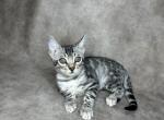 Ice - Bengal Cat For Sale - Norwalk&comma; CT&comma; US