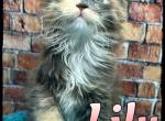 Sushi Litter - Maine Coon Cat For Sale - Wisconsin Rapids&comma; WI&comma; US