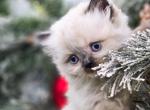 Cleopatra - British Shorthair Cat For Sale - Watertown&comma; NY&comma; US