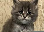 Mario - Maine Coon Cat For Sale - Brooklyn&comma; NY&comma; US