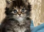 Milania - Maine Coon Cat For Sale - Brooklyn&comma; NY&comma; US