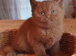 Nika - British Shorthair Cat For Sale - Brooklyn&comma; NY&comma; US