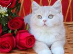 Lapusik - British Shorthair Cat For Sale - Brooklyn&comma; NY&comma; US