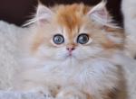 Zhoric - British Shorthair Cat For Sale - Brooklyn&comma; NY&comma; US