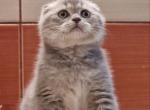 Fantik Fold - Scottish Fold Cat For Sale - Brooklyn&comma; NY&comma; US