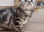 Atos - Scottish Fold Cat For Sale - Brooklyn&comma; NY&comma; US