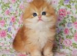 Ponchik - British Shorthair Cat For Sale - Brooklyn&comma; NY&comma; US