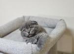 Spooky - Scottish Fold Cat For Sale - New York&comma; NY&comma; US