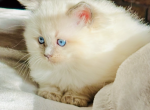 JAMES PUREBRED GORGEOUS KITTENS READY NOVEMBER 26 - Ragdoll Cat For Sale - Mount Joy&comma; PA&comma; US