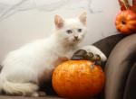 Euro of Romanov Dynasty - Siberian Cat For Sale - Ashburn&comma; VA&comma; US