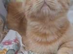 Frank - Scottish Straight Cat For Sale - Tuckerton&comma; NJ&comma; US