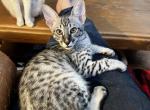 Savannah Kitten Green Day - Savannah Cat For Adoption - Benson&comma; AZ&comma; US