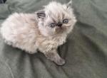Persian kitten silverpoint male - Persian Cat For Sale - MA&comma; US