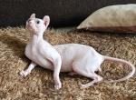Elf Dwelf Sphynx Male - Sphynx Cat For Sale - Thurmont&comma; MD&comma; US