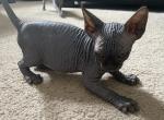 Rino - Sphynx Cat For Sale - Palmyra&comma; PA&comma; US
