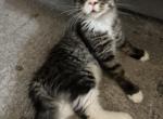 Manya - Maine Coon Cat For Sale - Jacksonville&comma; FL&comma; US