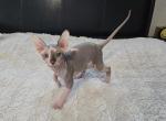 Raisinette - Sphynx Cat For Sale - CO&comma; US