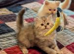 Cutie Persian CFA Registered Female Kitten - Persian Cat For Sale - Perry&comma; FL&comma; US