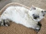 Seal Tortie - Himalayan Cat For Sale - Van Horne&comma; IA&comma; US