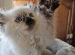 Seal point - Himalayan Cat For Sale - Van Horne&comma; IA&comma; US