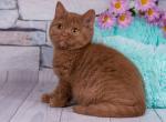 RESERVED Cinnamon British Male - British Shorthair Cat For Sale - Sunnyvale&comma; CA&comma; US