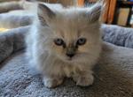 Blue Point - Himalayan Cat For Sale - Van Horne&comma; IA&comma; US