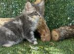 Playful - Maine Coon Cat For Sale - CA&comma; US