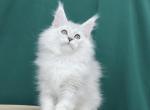 William - Maine Coon Cat For Sale - Hollywood&comma; FL&comma; US