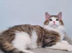 Victoria - Siberian Cat For Sale - Miami&comma; FL&comma; US