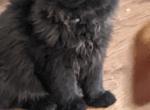 black male - Persian Cat For Adoption - Mora&comma; NM&comma; US