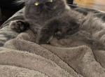 chocolate - Persian Cat For Sale - Mora&comma; NM&comma; US