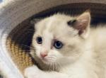 Ophelia - Ragdoll Cat For Sale - WI&comma; US