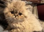 Tallie Lynx Point GIRL - Himalayan Cat For Sale - Germantown&comma; MD&comma; US