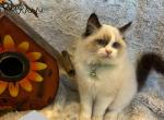 Voloshkas litter - Ragdoll Cat For Sale - Kearneysville&comma; WV&comma; US