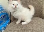 Siberian Boy Purebred Cream Point - Siberian Cat For Sale - Old Bridge&comma; NJ&comma; US