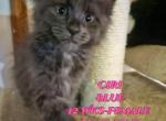Ciri The Witcher Litter - Maine Coon Cat For Sale - Kingman&comma; AZ&comma; US