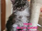 Triss The Witcher Litter - Maine Coon Cat For Sale - Kingman&comma; AZ&comma; US