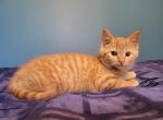 Female orange kitten - Domestic Cat For Sale - Becket&comma; MA&comma; US