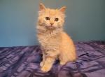 Fluffy orange female kitten - Domestic Cat For Sale - Becket&comma; MA&comma; US