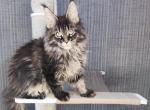 Versal - Maine Coon Cat For Sale - Hollywood&comma; FL&comma; US