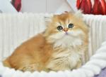Samanta - British Shorthair Cat For Sale - Chicago&comma; IL&comma; US